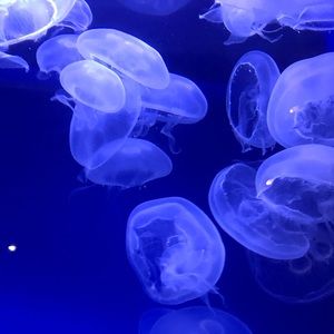 Meet your Posher, Rachael